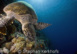 hawksbill turtle (eretmochelys imbricata) taken at ras na... by Stephan Kerkhofs 